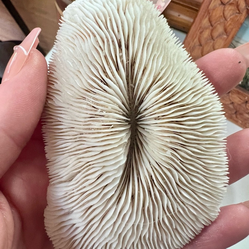 White Natural Mushroom Coral (2 pieces) - Picture 7 of 7